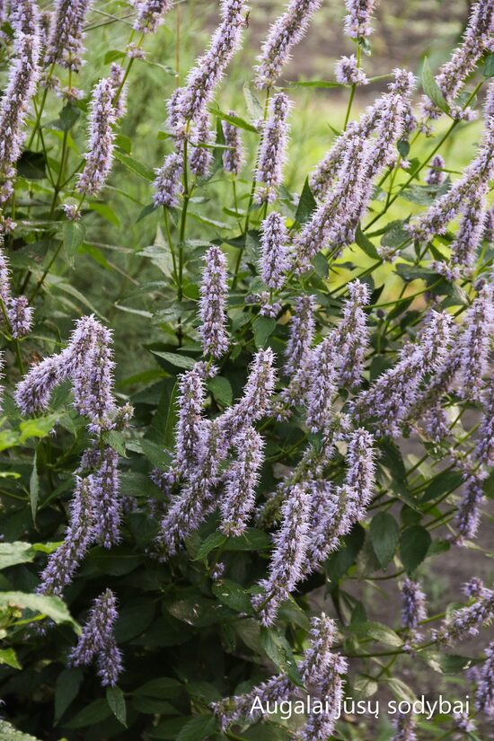 Kinmėtė (Agastache) b.p.
